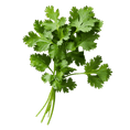 Load image into Gallery viewer, Cilantro
