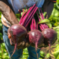 Load image into Gallery viewer, Beets