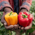 Load image into Gallery viewer, Bell Peppers