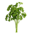 Load image into Gallery viewer, Parsley