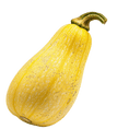 Load image into Gallery viewer, Squash