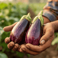 Load image into Gallery viewer, Egg Plants
