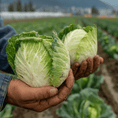 Load image into Gallery viewer, Taiwanese Cabbage
